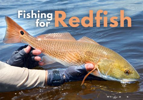 redfish size limit in florida That, in turn, caused both state and federal agencies to limit the number of fish taken and to also regulate the size of the fish that you are allowed to keep